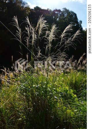 Ears of a Japanese cedar 109206155