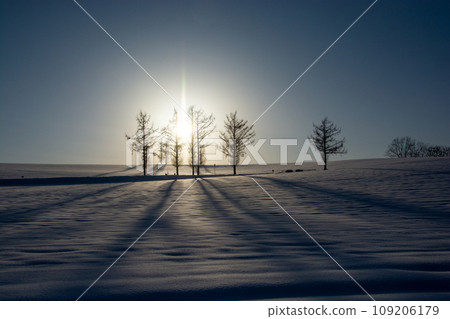 The shadow of a larch that stretches over the winter sunset and snowfield The shadow of a larch that stretches over the winter sunset and snowfield 109206179