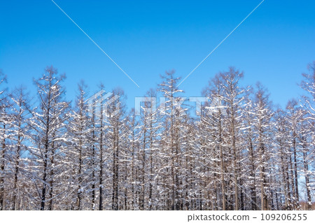 Larch forest and blue sky after snowfall Larch forest and blue sky after snowfall 109206255