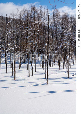 Snowy blue pond Biei-cho Snowy blue pond Biei-cho 109206260