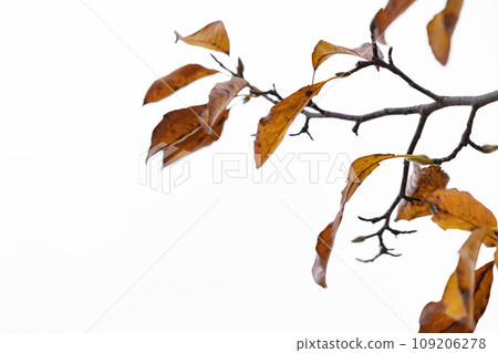 Dead leaves/winter image 109206278