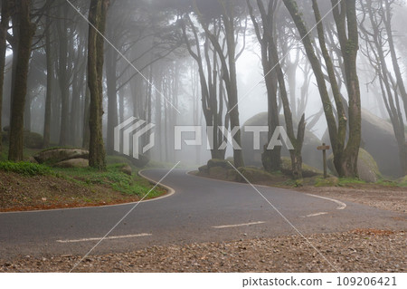 A Serpentine Path Amidst the Enchanting Woodland A Serpentine Path Amidst the Enchanting Woodland 109206421