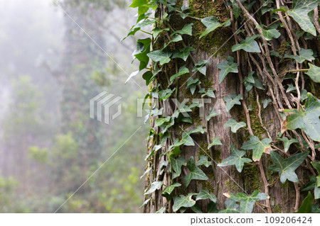 A Majestic Tree Adorned with Vines Stands Tall in a Lush Forest A Majestic Tree Adorned with Vines Stands Tall in a Lush Forest 109206424