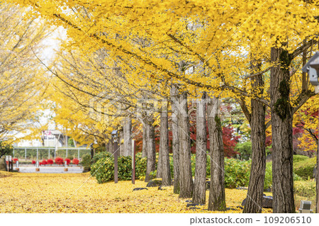 Ginkgo tree line at Yamagata Prefectural Sports Park in autumn, carpet of ginkgo leaves, Tendo City, Yamagata Prefecture 109206510
