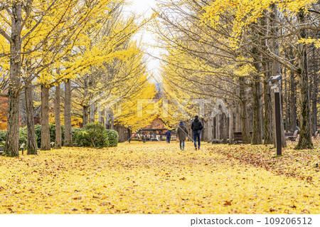 Ginkgo tree line at Yamagata Prefectural Sports Park in autumn, carpet of ginkgo leaves, Tendo City, Yamagata Prefecture Ginkgo tree line at Yamagata Prefectural Sports Park in autumn, carpet of ginkgo leaves, Tendo City, Yamagata Prefecture 109206512