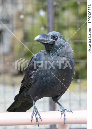 Long-billed crow facing forward Long-billed crow facing forward 109206788