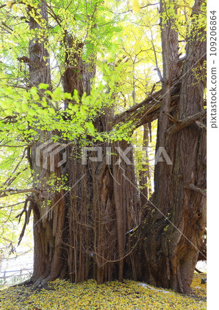 Autumn leaves of the large ginkgo tree in Kitaganagasawa, Fukaura Town, Aomori Prefecture 109206864