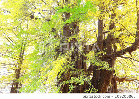 Autumn leaves of the large ginkgo tree in Kitaganagasawa, Fukaura Town, Aomori Prefecture 109206865