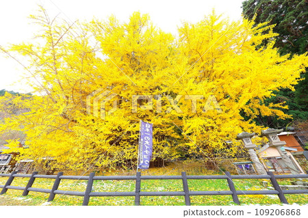 Autumn leaves of the large ginkgo tree in Kitaganagasawa, Fukaura Town, Aomori Prefecture Autumn leaves of the large ginkgo tree in Kitaganagasawa, Fukaura Town, Aomori Prefecture 109206868