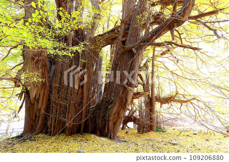 青森郡深浦町北長澤的大銀杏樹的秋葉 青森郡深浦町北長澤的大銀杏樹的秋葉 109206880