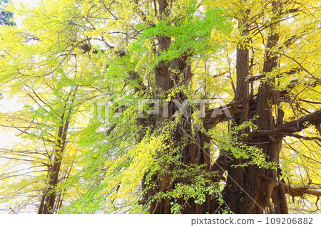 Autumn leaves of the large ginkgo tree in Kitaganagasawa, Fukaura Town, Aomori Prefecture 109206882