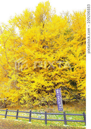 青森郡深浦町北長澤的大銀杏樹的秋葉 109206883