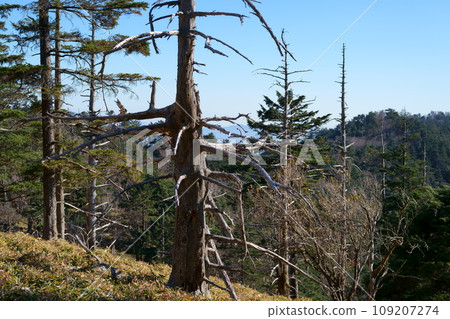 standing dead tree standing dead tree 109207274