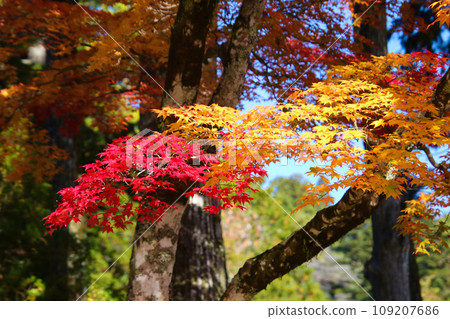 Bright autumn leaves 109207686
