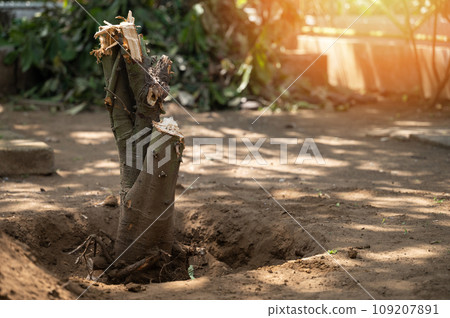 Deforesting back yard of house theme Deforesting back yard of house theme 109207891