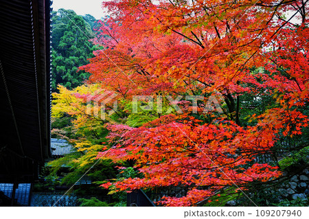 Autumn leaves of Eikan-do 109207940