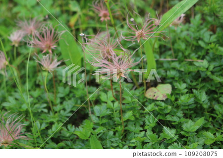 今pentapetalum 今pentapetalum 109208075