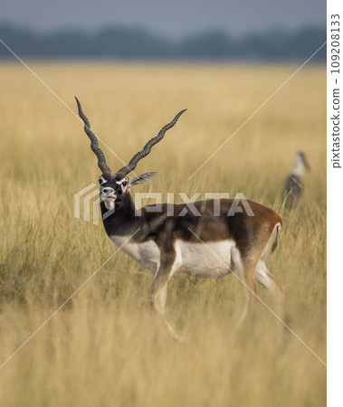 wild male blackbuck or antilope cervicapra or indian antelope closeup with face expression in grassland of tal chhapar sanctuary rajasthan india asia 109208133