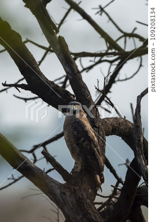 Crested Serpent Eagle or Spilornis cheela bird of prey closeup perched on tree with eye contact in safari winter migration at keoladeo national park bharatpur bird sanctuary rajasthan india asia Crested Serpent Eagle or Spilornis cheela bird of prey closeup perched on tree with eye contact in safari winter migration at keoladeo national park bharatpur bird sanctuary rajasthan india asia 109208134