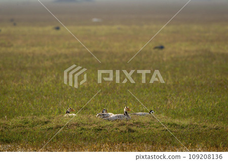bar headed goose or anser indicus family or flock in an open field or wetland during winter migration at keoladeo national park or bharatpur bird sanctuary rajasthan india asia bar headed goose or anser indicus family or flock in an open field or wetland during winter migration at keoladeo national park or bharatpur bird sanctuary rajasthan india asia 109208136