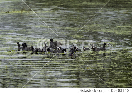Eurasian coot or common coot or Australian coot or Fulica atra flock or group family floating in shallow water or wetland at keoladeo national park or bharatpur bird sanctuary rajasthan india asia 109208140