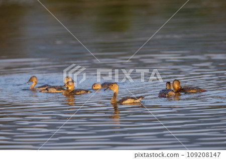 lesser whistling duck or Indian whistling duck or lesser whistling teal family flock of birds in water in golden hour light during winter season migration at ranthambore national park forest india lesser whistling duck or Indian whistling duck or lesser whistling teal family flock of birds in water in golden hour light during winter season migration at ranthambore national park forest india 109208147