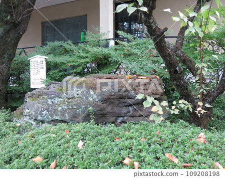 Blood-stained plums and blood-stained stones at Sengakuji Temple in Takanawa, Minato-ku, Tokyo Blood-stained plums and blood-stained stones at Sengakuji Temple in Takanawa, Minato-ku, Tokyo 109208198