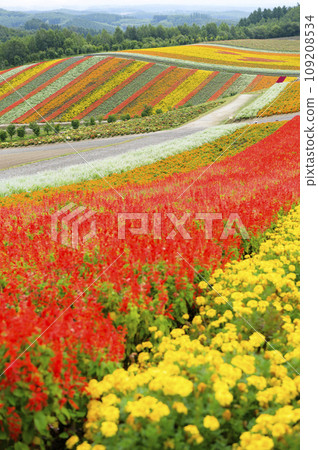 “Shikisai no Oka” in Biei, Hokkaido 109208534