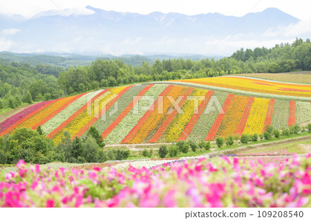 北海道美瑛的“四季彩之丘” 109208540