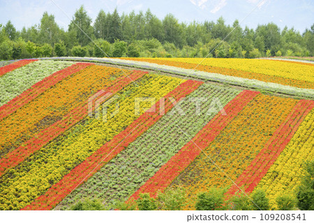 北海道美瑛的“四季彩之丘” 北海道美瑛的“四季彩之丘” 109208541