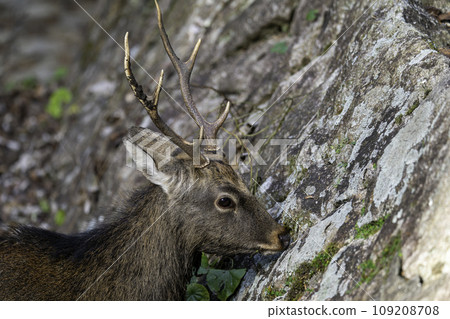 宮島的雄鹿 宮島的雄鹿 109208708