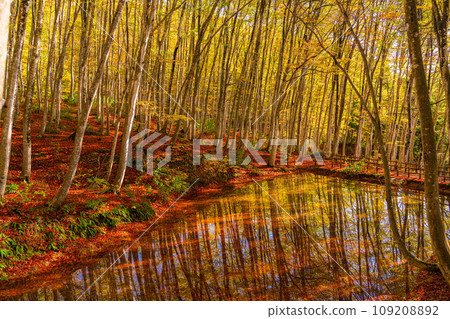 [Forest material] Autumn beauty forest [Niigata Prefecture] 109208892