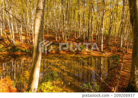 [Forest material] Autumn beauty forest [Niigata Prefecture] 109208937