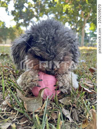 Happy pet poodle playing with ball on the grass in the park 109209070