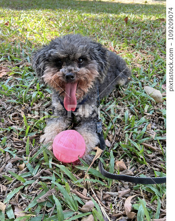 Happy pet poodle playing with ball on the grass in the park Happy pet poodle playing with ball on the grass in the park 109209074