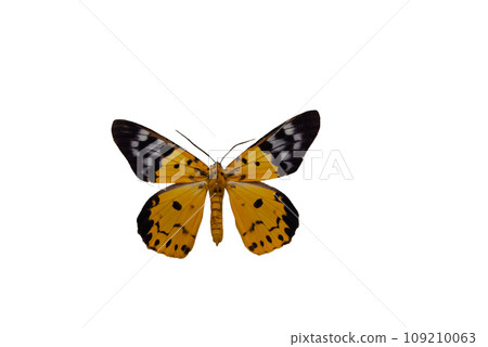 Yellow and orange butterfly, Dysphania militaris 109210063