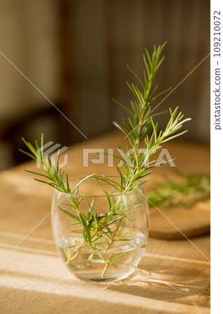 Rosemary in a transparent glass on the table on a sunny morning Rosemary in a transparent glass on the table on a sunny morning 109210072