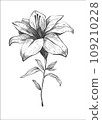 White lily flower blossom. Isolated vector botanical illustration retro, vintage, hand drawn, black and white, outline. For wedding invitation, card, print, tattoo. Japanese style. 109210228