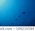 row of sea turtles and swimming fish 109210584