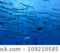 A group of barracudas 109210585