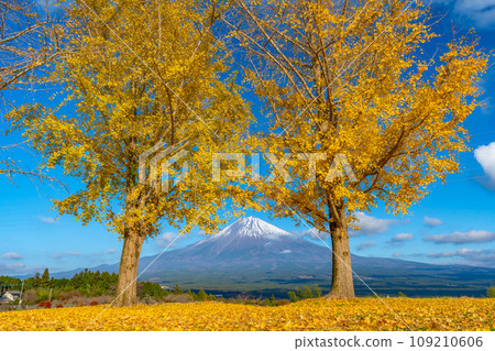 富士宮市白絲自然公園的富士山和大銀杏樹 109210606