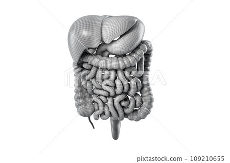 Polygonal 3d illustration of human digestive system isolated on white. 109210655