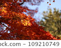 Bright red autumn leaves 109210749