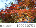 Momiji who changed leaves 109210751
