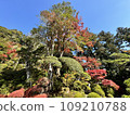 The grounds of Toshodaiji Temple colored with autumn leaves 109210788