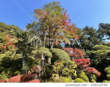紅葉染紅的唐招提寺院內 紅葉染紅的唐招提寺院內 109210788