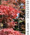 Bright red autumn leaves 109210789