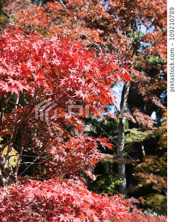 鮮紅的秋葉 鮮紅的秋葉 109210789