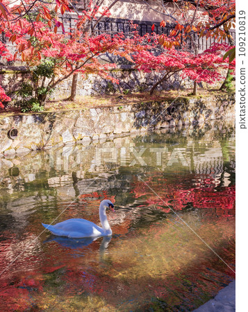 (Okayama Prefecture) Kurashiki Bikan Historical Quarter - Maples with bright red autumn leaves and swans on the waterway 109210819