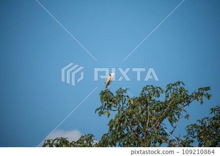 Grey Heron Perched on a Treetop 109210864